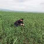 Hububatta Kımıl Nedir? Zararları Ve Mücadele Yöntemleri