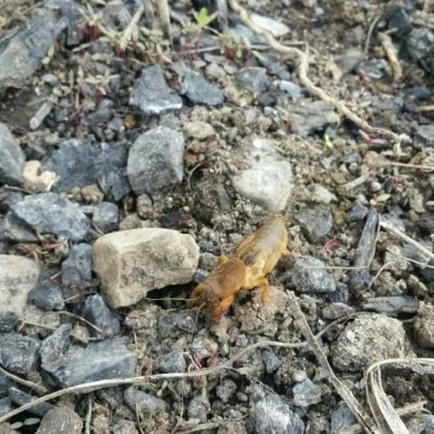 Sebzelerde Danaburnu Nedir? Zararları Ve Mücadele Yöntemleri