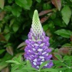 Acı Bakla Yetiştiriciliği Nasıl Yapılır?