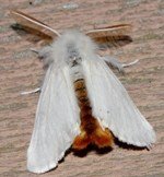 Altın Kelebek Nasıl Nedir? Zararları Ve Mücadele Yöntemleri