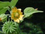 Abutilon Theophrastii Medik. (Hint Keneviri)