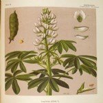 Acı Bakla Yetiştiriciliği Nasıl Yapılır?