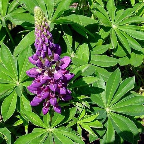 Acı Bakla Yetiştiriciliği Nasıl Yapılır?