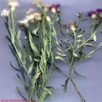 Acroptilon Repens (L.) Dc (Kekre, Acımık) Otu