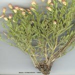 Acroptilon Repens (L.) Dc (Kekre, Acımık) Otu