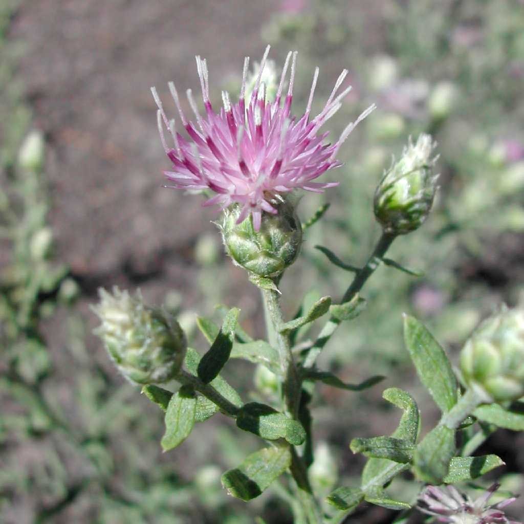 Acroptilon Repens (L.) Dc (Kekre, Acımık) Otu