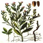 Acroptilon Repens (L.) Dc (Kekre, Acımık) Otu