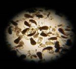 Akarlar Mite (Mayt) İle Mücadele Yöntemleri Akarlar Mite (Mayt) İle Mücadele Yöntemleri