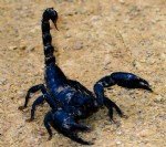 Evde Akrep Mücadelesi Nasıl Yapılmalı? Önleme, İlk Yardım Çözümleri