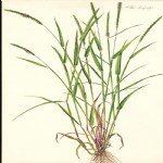 Alopecurus Myosuroides Huds. (Tilki Kuyruğu)