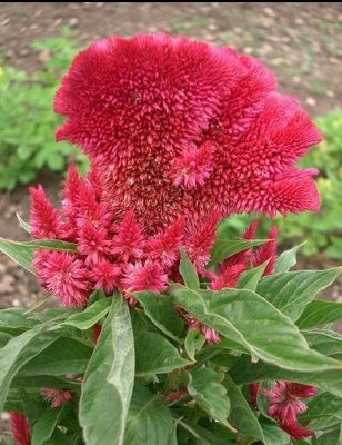 Amaranthus Bitkisi (Horozibiği)