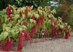Amaranthus Bitkisi (Horozibiği)