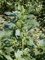 Amaranthus Bitkisi (Horozibiği)