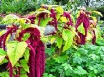 Amaranthus Bitkisi (Horozibiği)