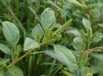 Amaranthus Retroflexus L. (Kırmızı Köklü Tilki Kuyruğu, Horoz Kuyruğu) Otu