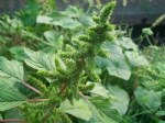 Amaranthus Retroflexus L. (Kırmızı Köklü Tilki Kuyruğu, Horoz Kuyruğu) Otu