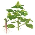 Amaranthus Retroflexus L. (Kırmızı Köklü Tilki Kuyruğu, Horoz Kuyruğu) Otu