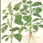 Amaranthus Retroflexus L. (Kırmızı Köklü Tilki Kuyruğu, Horoz Kuyruğu) Otu