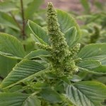 Amaranthus Retroflexus L. (Kırmızı Köklü Tilki Kuyruğu, Horoz Kuyruğu) Otu