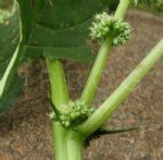 Amaranthus Spinosus L. (Dikenli Horoz İbiği) Otu