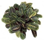 Ararot Faydası Ve Zararı Nelerdir?