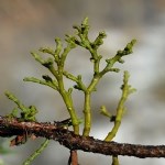 Arceuthobium Oxycedri (Dc) Bieb. (Ardıç Ökse Otu) Otu