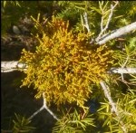 Arceuthobium Oxycedri (Dc) Bieb. (Ardıç Ökse Otu) Otu