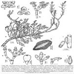 Arceuthobium Oxycedri (Dc) Bieb. (Ardıç Ökse Otu) Otu