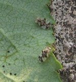 Armut Kaplanı Nedir? Zararları Ve Mücadele Yöntemleri