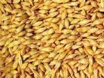 Arpa Yetiştiriciliği Nasıl Yapılır? Arpa Yetiştiriciliği Nasıl Yapılır?