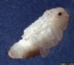 Bağ Maymuncuğu Ve Asma Hortumlu Böceği Nedir? Zararları Ve Mücadelesi