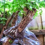 Bahçe Bitkilerinde Çoğaltma Metodları Bahçe Bitkilerinde Çoğaltma Metodları