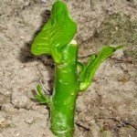 Bahçe Bitkilerinde Çoğaltma Metodları Bahçe Bitkilerinde Çoğaltma Metodları