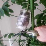 Bahçe Bitkilerinde Çoğaltma Metodları Bahçe Bitkilerinde Çoğaltma Metodları