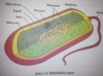 Bakteriyoloji Ders Notu