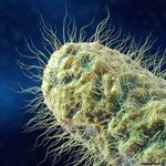 Bakteriyoloji Ders Notu