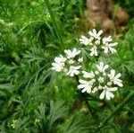 Bifora Radians Bieb. (Kokar Ot, Rakı Otu) Otu