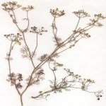 Bifora Radians Bieb. (Kokar Ot, Rakı Otu) Otu