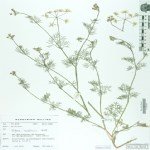 Bifora Radians Bieb. (Kokar Ot, Rakı Otu) Otu