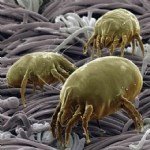 Bitler İle Etkili Mücadele Yöntemleri: Kimyasal Ve Doğal Çözümler