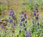 Bitotu (Mezevek) Faydaları Ve Zararları Nelerdir?