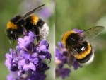 Bombus Arısı Nedir? Bal Arısıyla Farkları Ve Tarımdaki Önemi