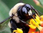 Bombus Arısı Nedir? Bal Arısıyla Farkları Ve Tarımdaki Önemi