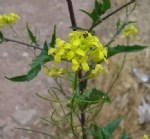 Boreava Orientalis Jaub And Spach. (Sarı Ot, Sarı Çiçek, Kırşahak) Otu Boreava Orientalis Jaub And Spach. (Sarı Ot, Sarı Çiçek, Kırşahak) Otu