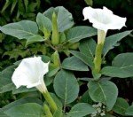 Boruçiçeği Faydaları Ve Zararları Nelerdir?