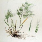Bromus Tectorum (Püsküllü Çayır) Bromus Tectorum (Püsküllü Çayır)