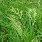Bromus Tectorum (Püsküllü Çayır) Bromus Tectorum (Püsküllü Çayır)