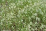 Bromus Tectorum (Püsküllü Çayır) Bromus Tectorum (Püsküllü Çayır)