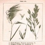 Bromus Tectorum (Püsküllü Çayır) Bromus Tectorum (Püsküllü Çayır)