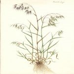 Bromus Tectorum (Püsküllü Çayır) Bromus Tectorum (Püsküllü Çayır)